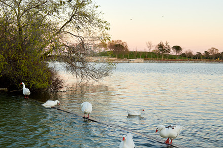 lake at sunset with geese and cormor, a Nature Photo by Perpis
