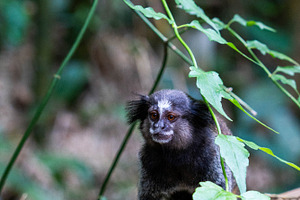 Brazilian Marmoset in the Forest, an Animal Photo by HiLine