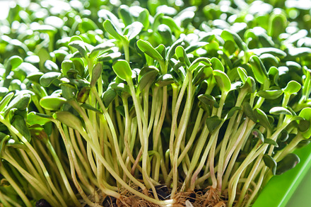 green sprouts of a young sunflower, a Food & Drink Photo by Photostock
