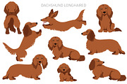 Dachshund longhaired clipart, an Animal Illustration by pet design shop (Thumbnail 7 of 10)