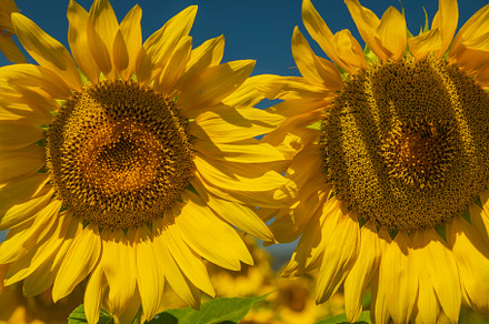 Sunflowers containing sunflowers, summer, and provence