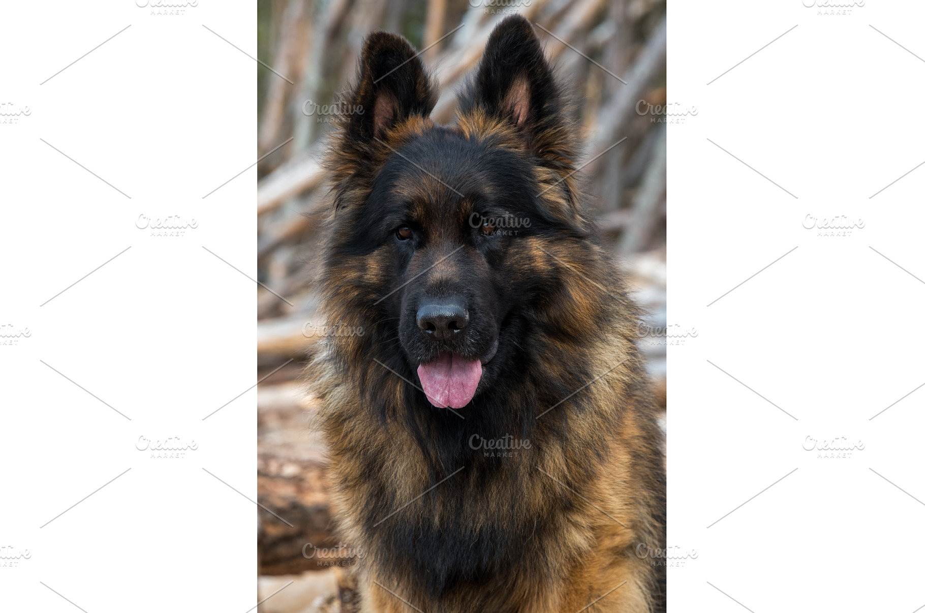 German Shepherd Dog on the beach at, an Animal Photo by COLORFUL