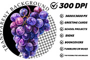Watercolor Fruit Clip Art, an Illustration by DreamCafeArt (Thumbnail 7 of 8)