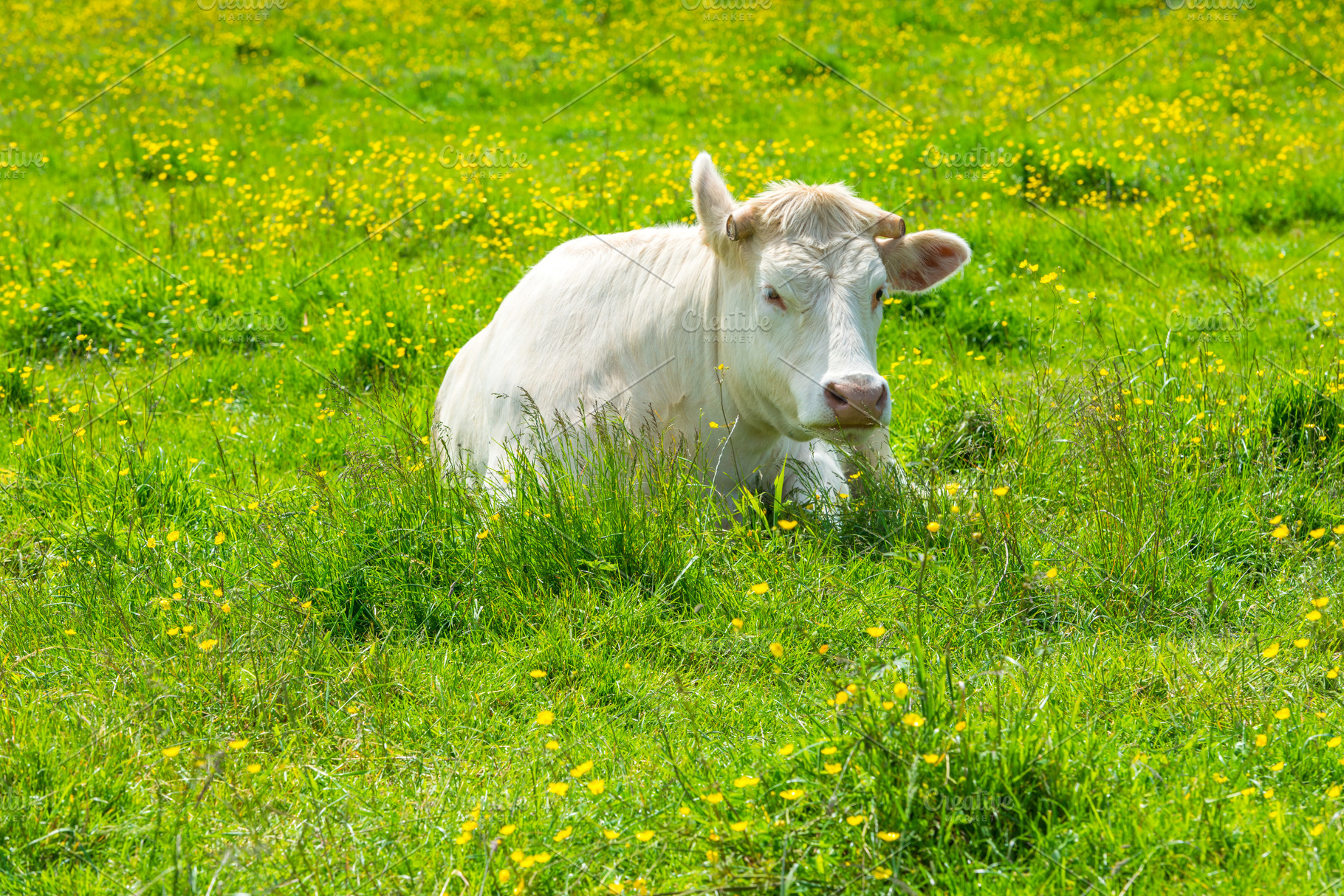 White Cow at the Green Meadow, an Animal Photo by Dvoevnore photos