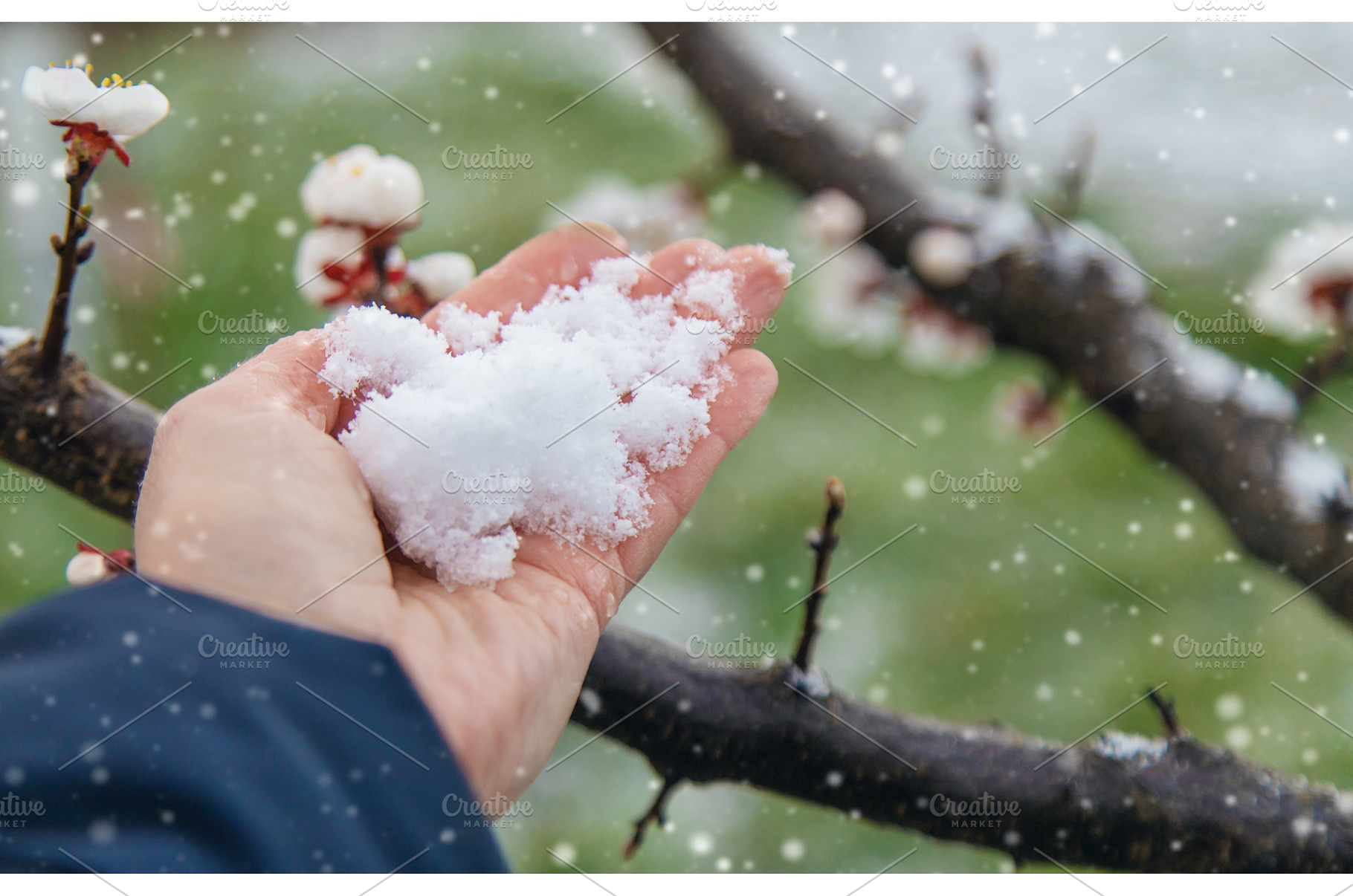 Trees bloom snow spring. Selective, a Nature Photo by yanadjana