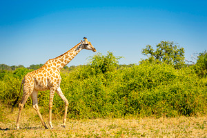 Wild Giraffe In Africa, an Animal Photo by THP Creative