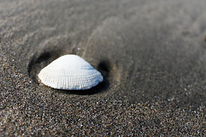 Lonely Seashell