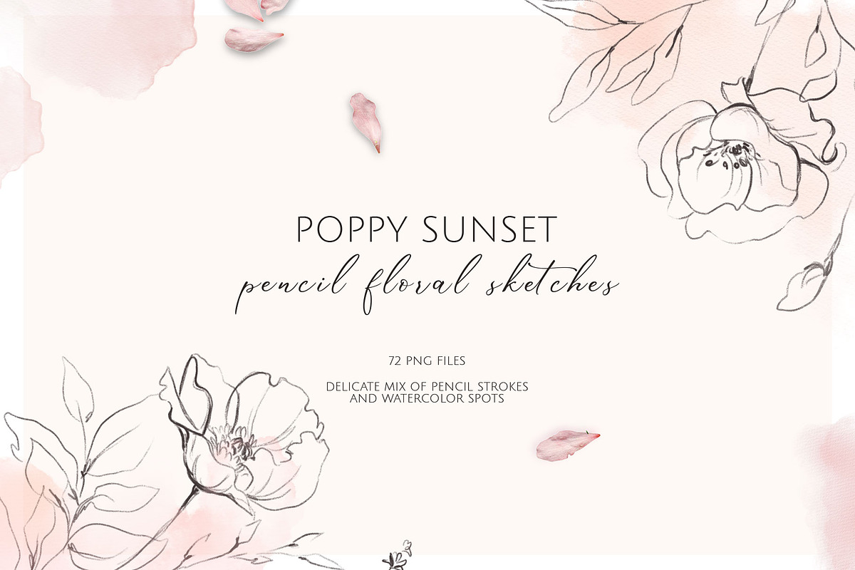 POPPY SUNSET pencil floral sketches, a Decorative Illustration by Yuliia Lashevska (Photo 1 of 10)