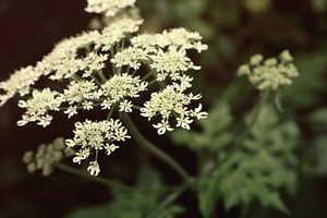 Queen anne's lace featuring flower, floral, and macrophotography