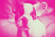 Duotone Effects Photoshop Action, an Action Add-On by artboard1 (Thumbnail 9 of 9)