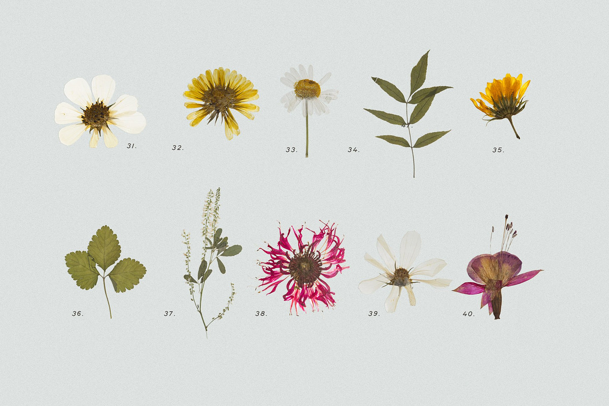 BUNDLE - Dry Flowers & Leaves, an Object Graphic by Sparrow & Snow (Photo 18 of 28)