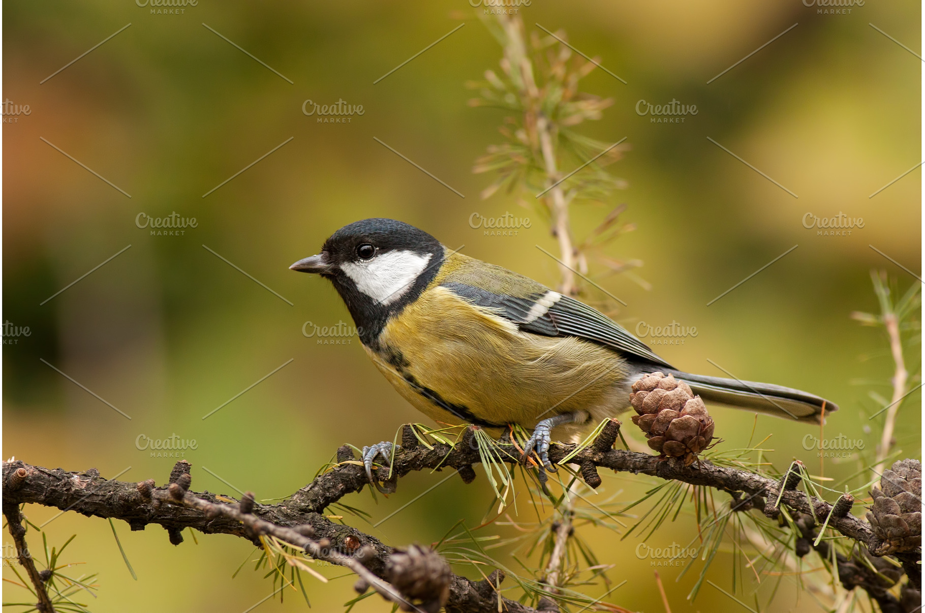 Great tit Parus major with orange, an Animal Photo by WildMedia
