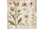Floral Anatomy Blueprint, a Background Graphic by Printable Treasure (Thumbnail 2 of 5)