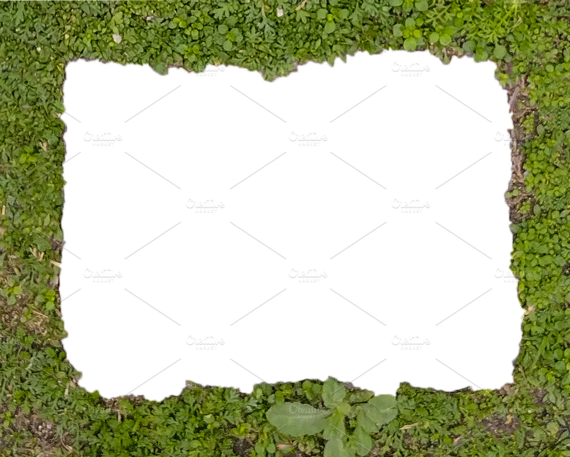Blank frame with moss borders, a Background Photo by DanFLCreativo
