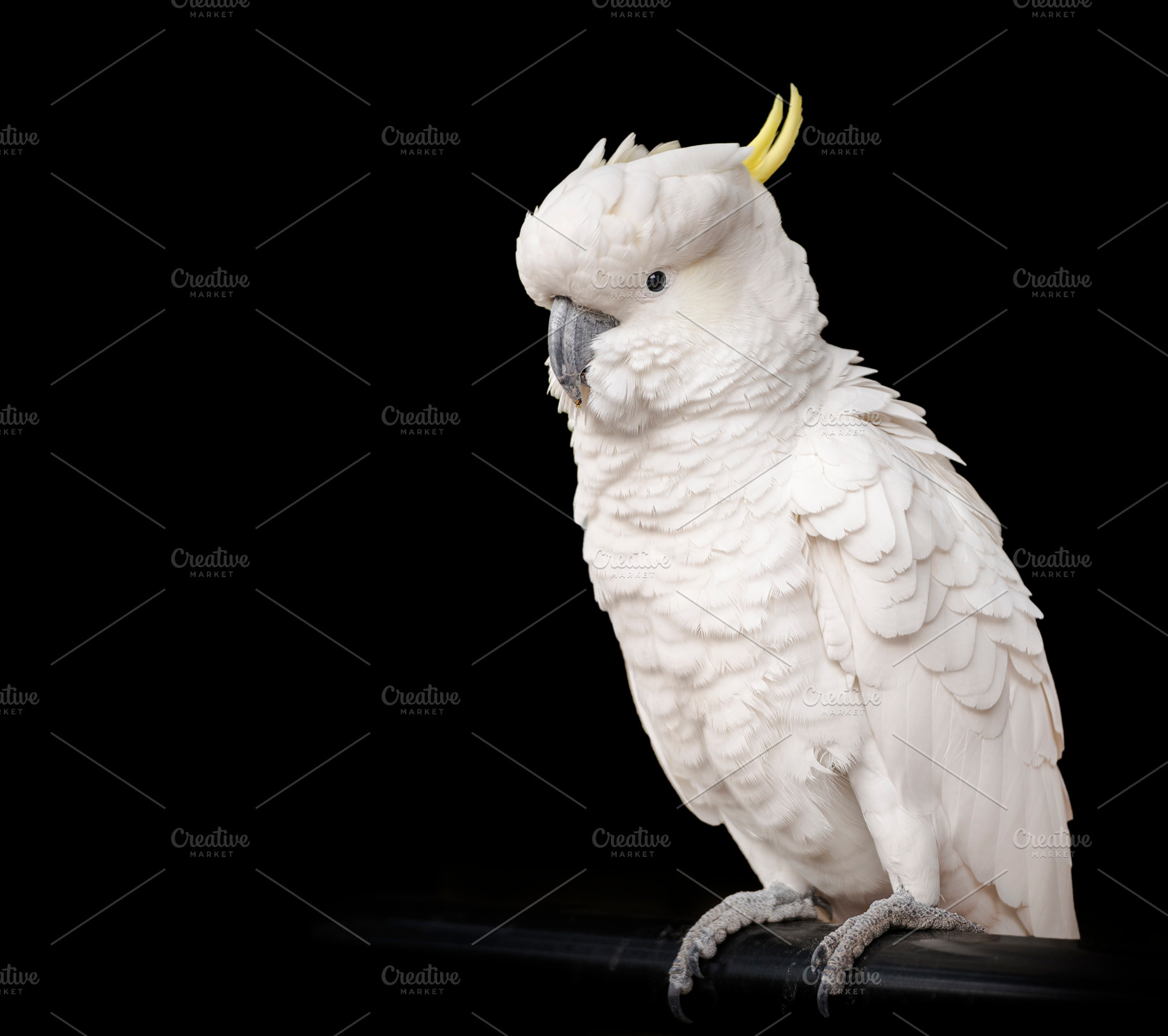 Cockatoo Isolated, an Animal Photo by THP Creative