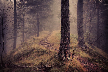 Path In The Forest Containing Forest Path And Mystic preview 6