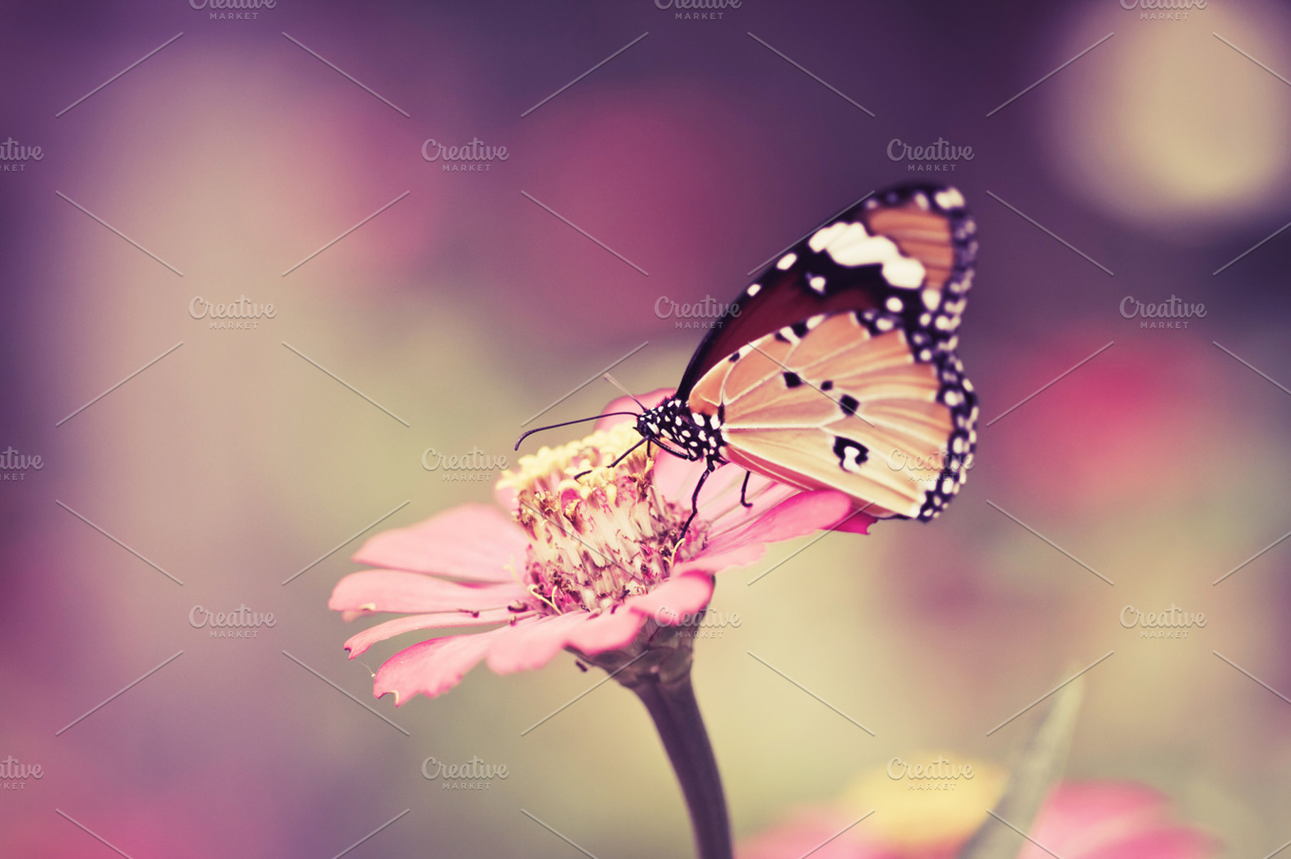 Butterfly on pink flower, a Nature Photo by Cozine