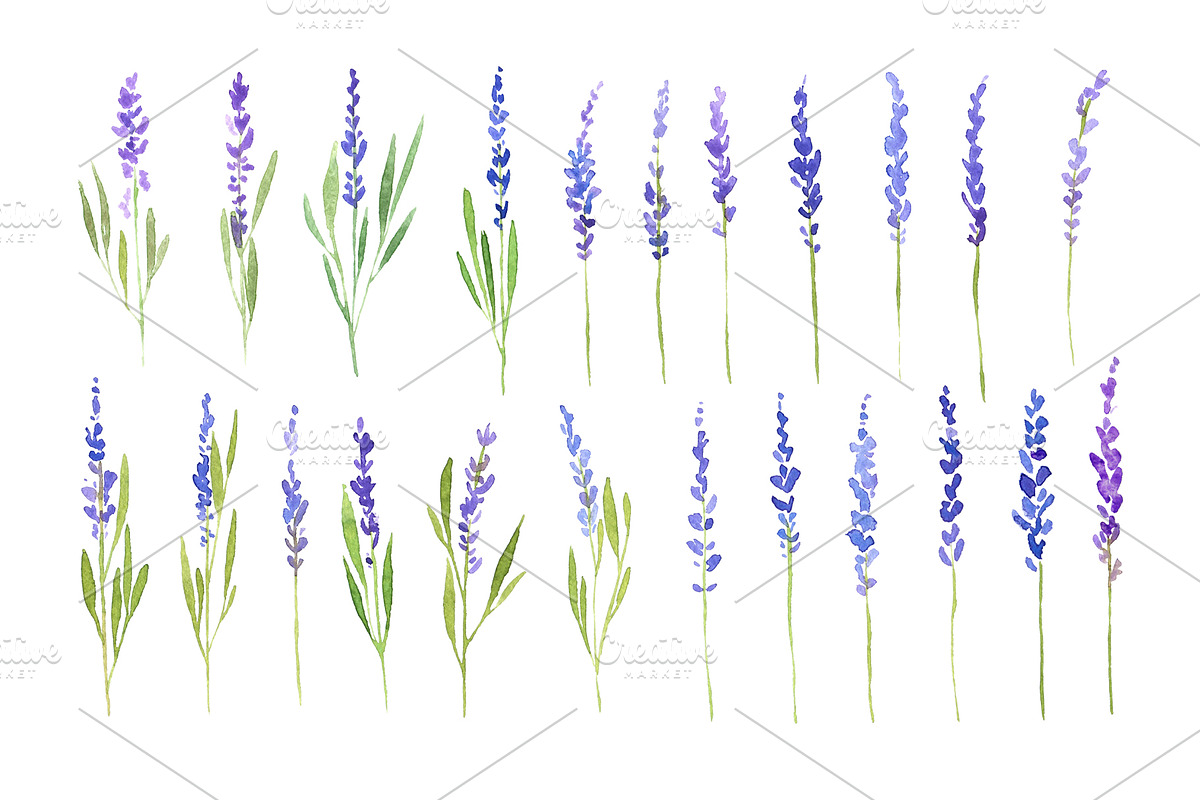 Watercolor Lavender Flowers Png, an Illustration by GraphicsDish (Photo 2 of 4)