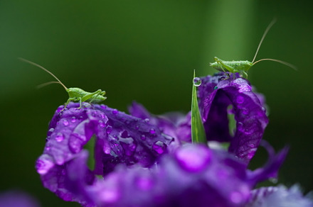 Grasshopper On a  Iris Flower, an Animal Photo by Rohan Photography