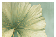 Bief Co · Botanical Leaf Backgrounds, a Texture Illustration by milatovar (Thumbnail 14 of 21)