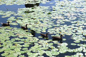 Row of Geese with Lilypads Photo