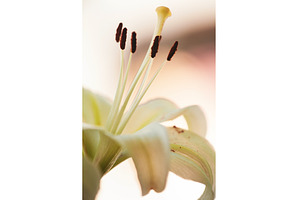 Lily's Inner Radiance: Close-up of, a Nature Photo by Rohan Photography