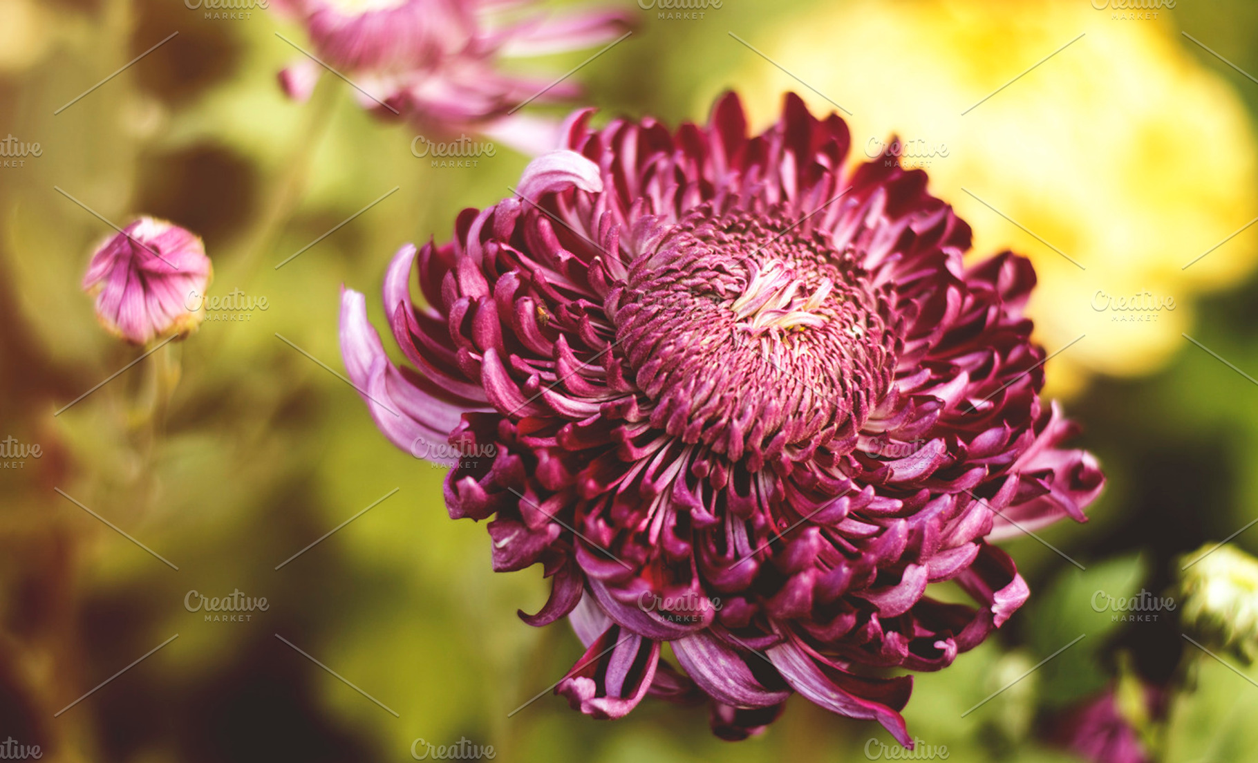Big Purple Flower, a Nature Photo by Shots By RC