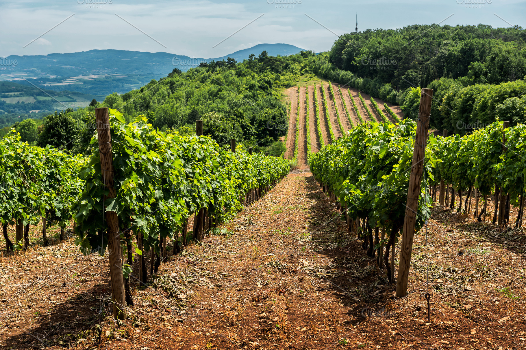 Landscape with vineyards and hills, a Photo by wr7 Media