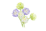 Vector object brushes. Primula., a Brush Add-On by Peolla (Thumbnail 12 of 17)