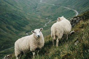 Two Sheep on a Grassy Hillside, an Animal Photo by Virgo Studio