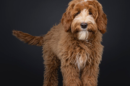 Labradoodle on black background, an Animal Photo by Cat'chy Images by Nynke