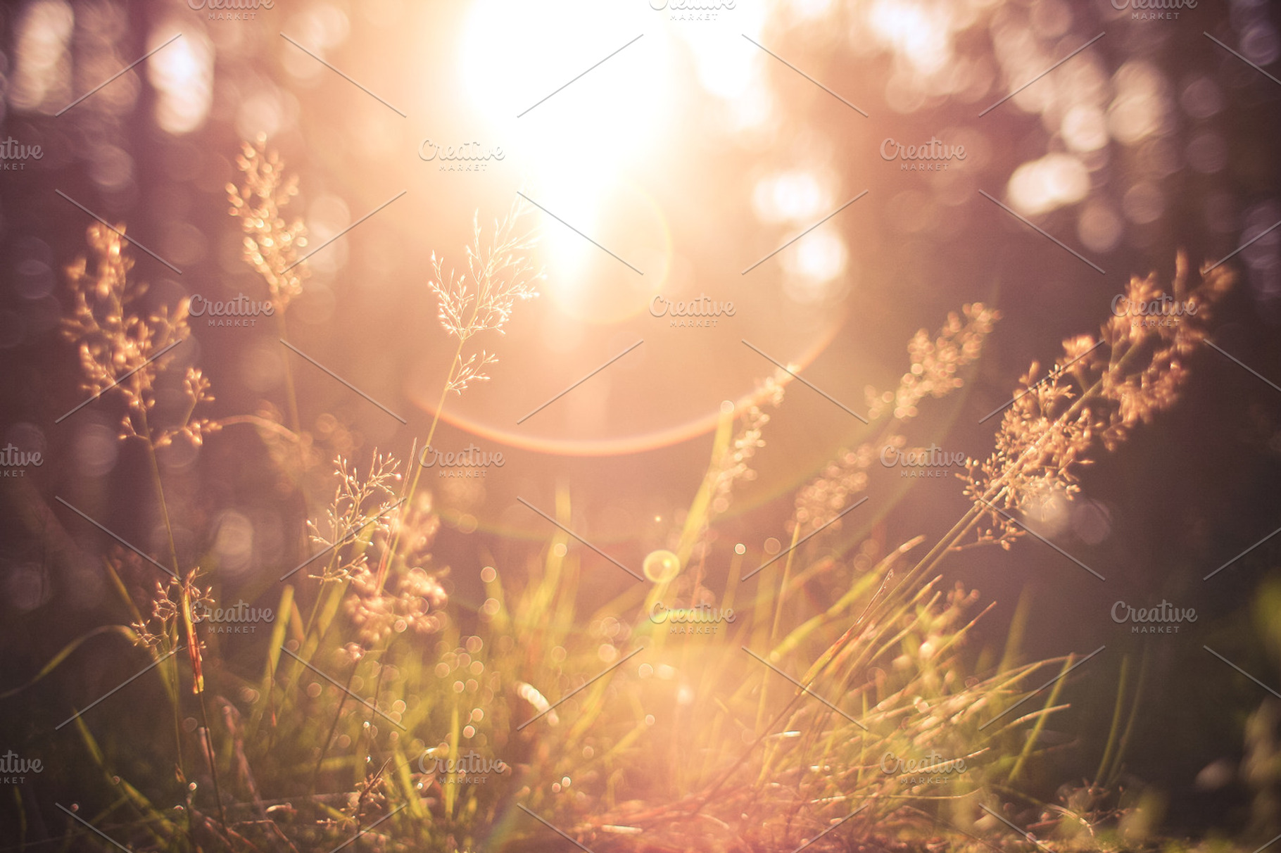 Morning Sunlights Stock Picture