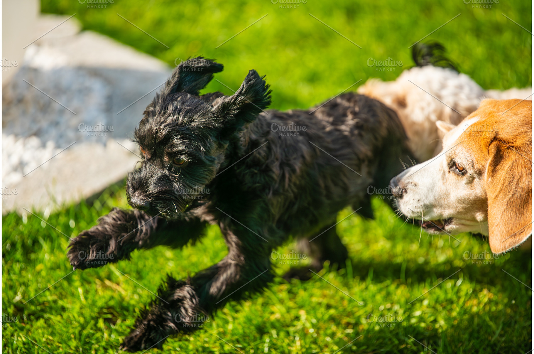 Black Yorkshire Terrier Jumping on, an Animal Photo by MadPhotos