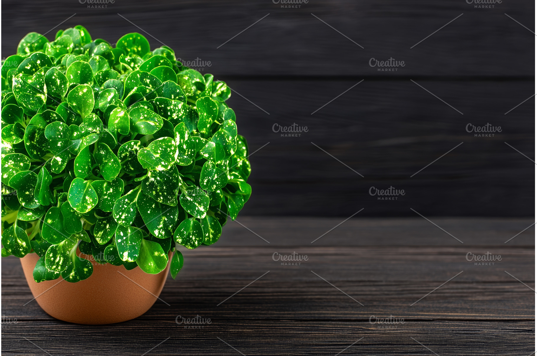 The Lepidium sativum, or garden, a Nature Photo by ZinetroN