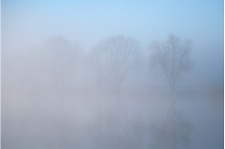 tall trees reflected on a foggy lake
