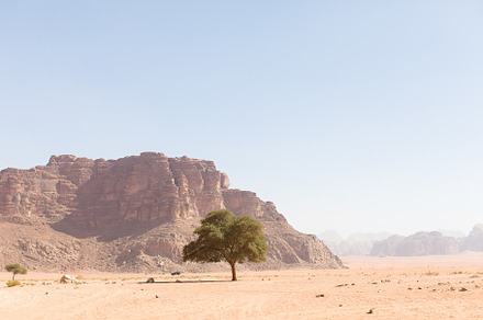 Wadi Rum Fig Tree