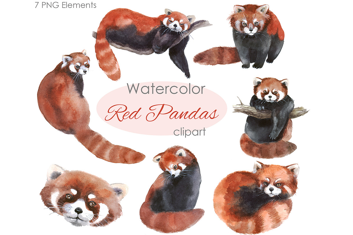 Watercolor Clipart. Red Panda Hand, an Animal Illustration by ...