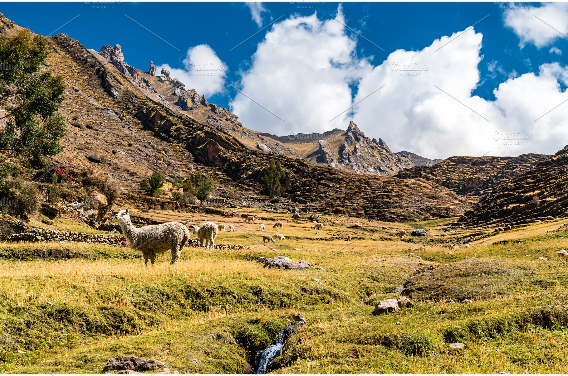 Alpacas at Palccoyo rainbow, an Animal Photo by Leonid Andronov