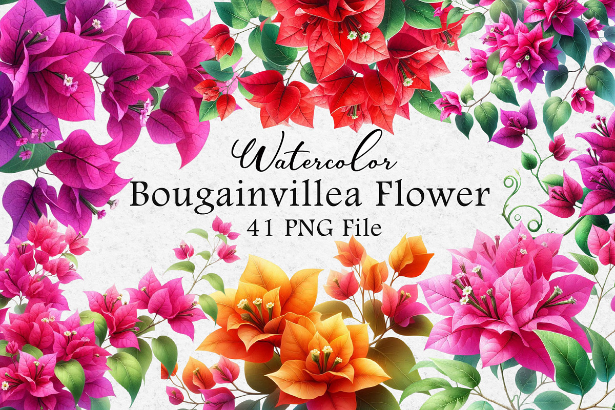 Bougainvillea Flowers Clipart Bundle, an Illustration by Dream Creation (Photo 1 of 5)