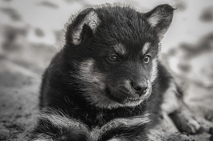 Cute and alert gray puppy sitting in, an Animal Photo by AlexBush
