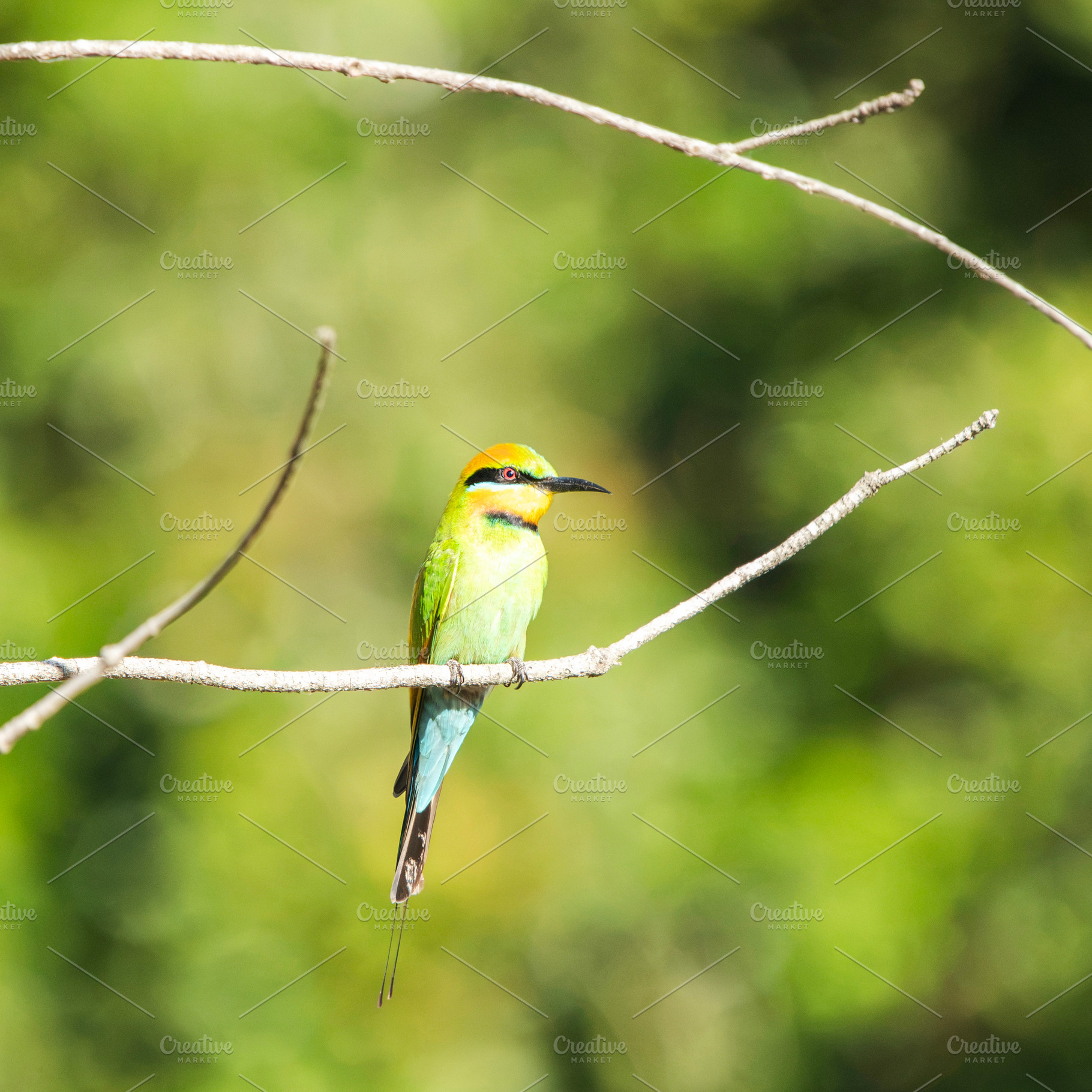 Rainbow Bee-eater, an Animal Photo by Rob D Animal Photography