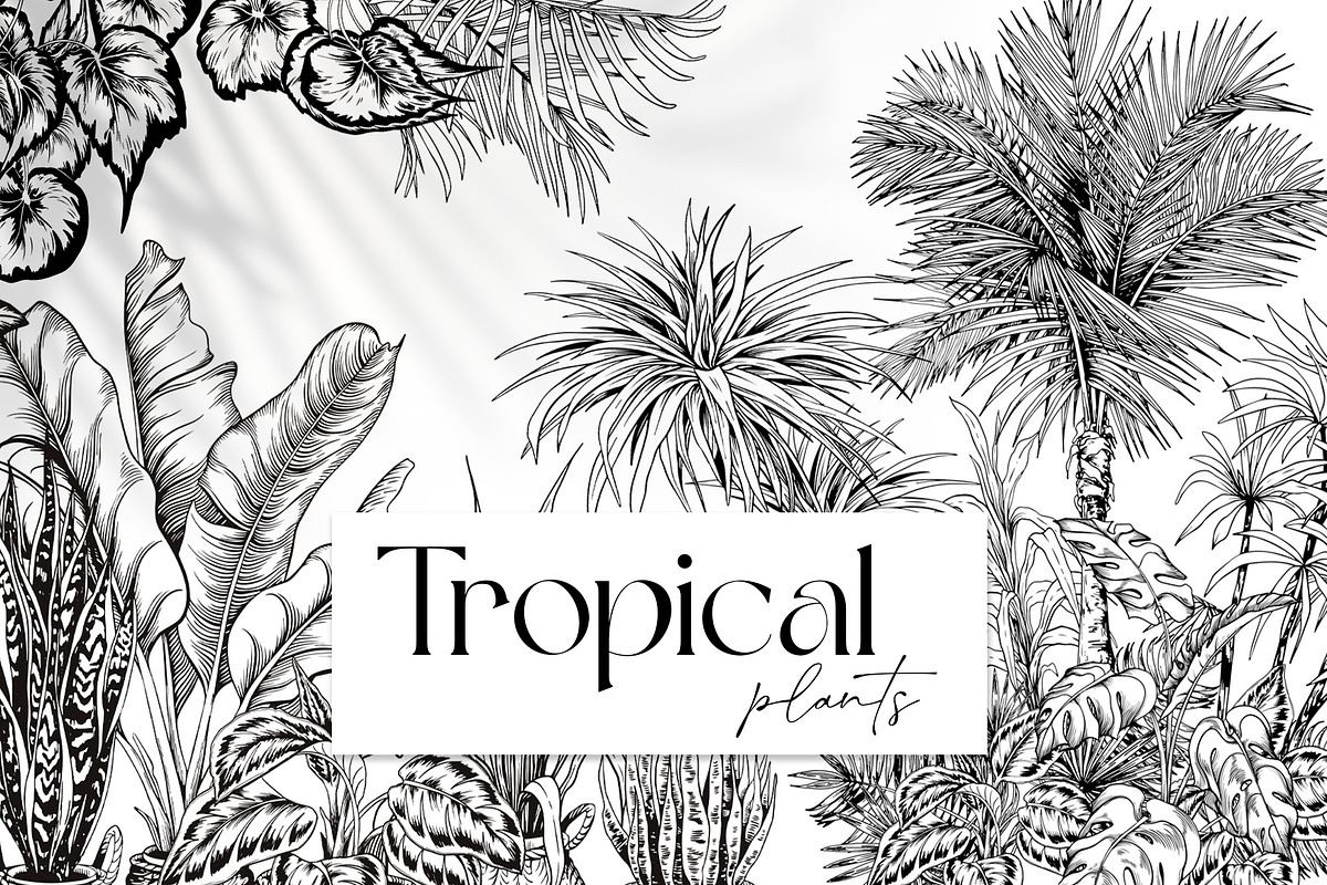 Tropical black& white plants, a Decorative Illustration by Jeanna Draw (Photo 2 of 17)