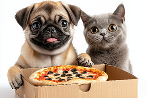 Funny pug puppy and cat happy face w, an Animal Photo by Pixeness Studio