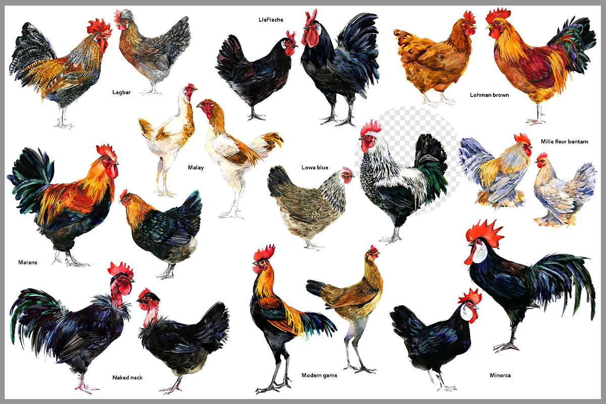 Watercolor Chicken Breeds Clipart, an Animal Illustration by FineArt (Photo 8 of 11)