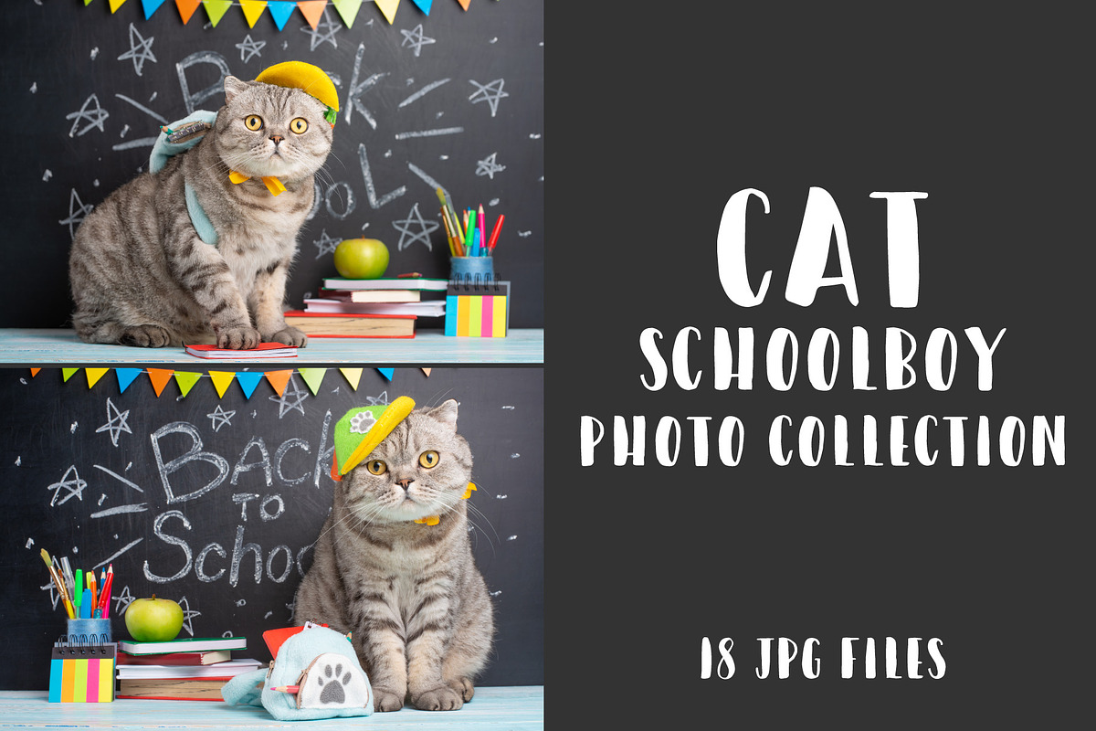 Cat schoolboy, an Animal Photo by AnStore (Photo 1 of 2)