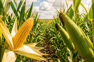 Ears of corn on corn plants, a Food & Drink Photo by Volff