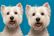 Turn photo into Animal Oil Panting, an Action Add-On by MRI STUDIO (Thumbnail 2 of 9)