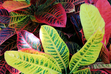 Tropical leaves containing leaves, tropical, and colorful