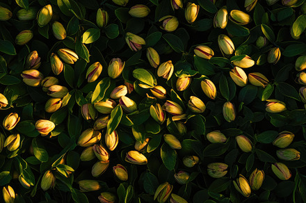 View Pattern of Pistachio Nuts, a Food & Drink Photo by Virgo Studio