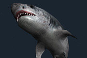 3DRT - Sealife - Shark, an Animal 3D Model by 3DRT.com (Thumbnail 2 of 3)